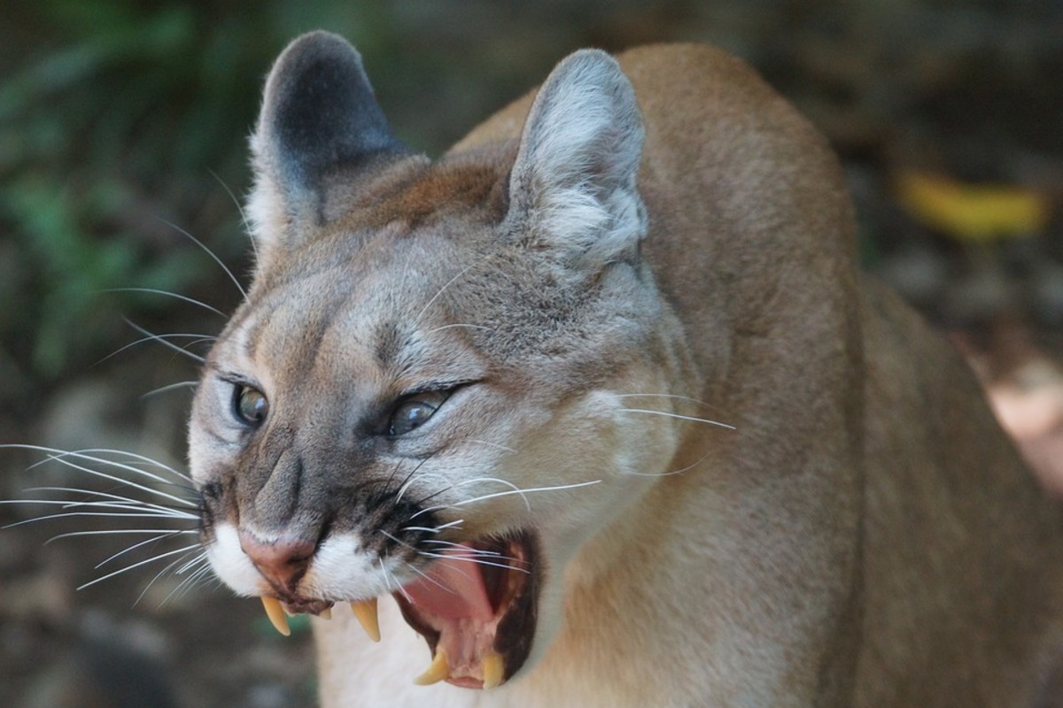 Mountain Lions and How to Avoid Their Rare Attacks on Humans