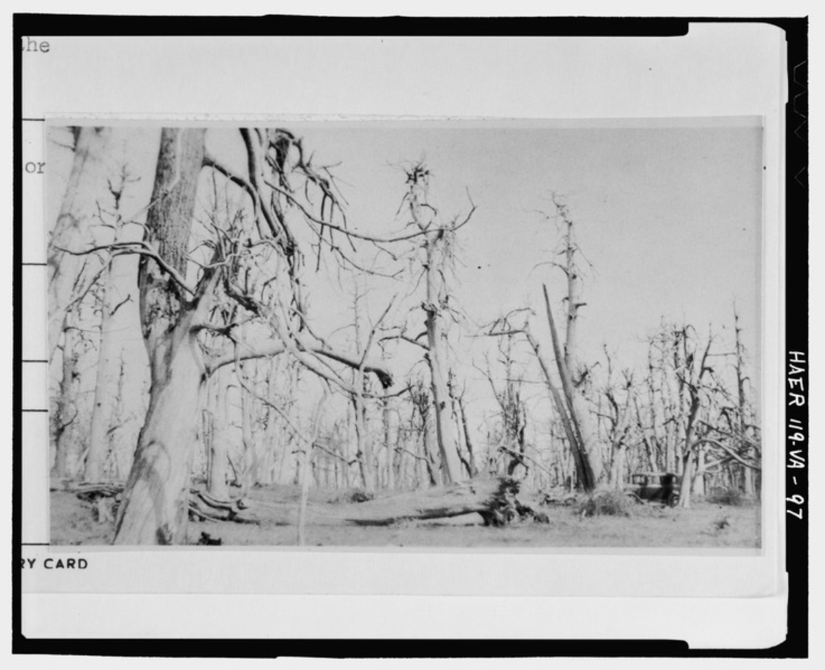 The Hidden History Of Americas National Tree - 3818xmv