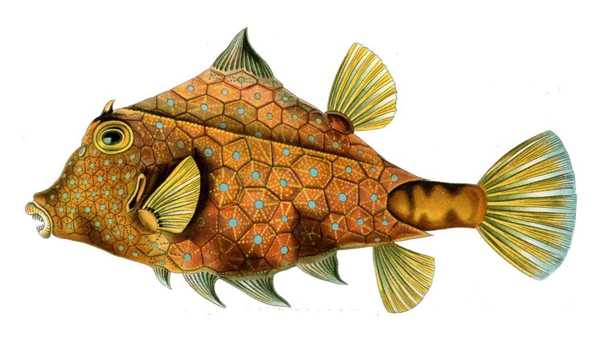 Boxfish 