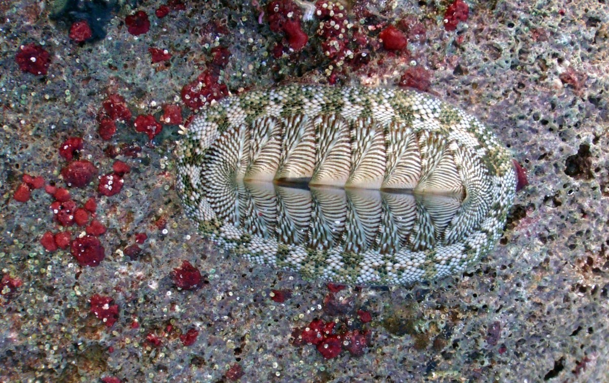 Overhead view of a West Indian green chiton (Chiton tuberculatus).