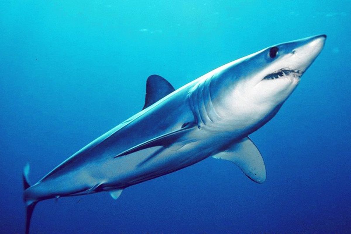 Great White Shark Myths - 5 Common Misconceptions About Great Whites