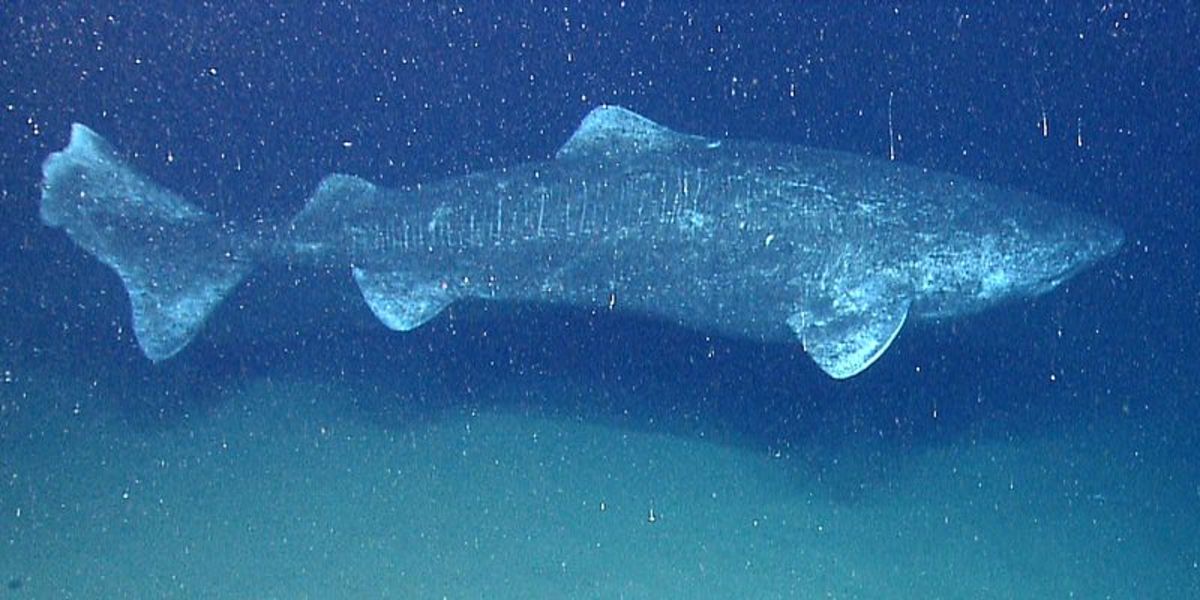 Greenland sharks are the oldest vertebrates on the planet, with individuals known to reach at least 400 years old.