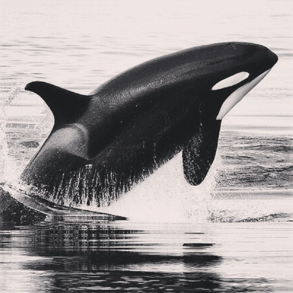 10-facts-about-killer-whales