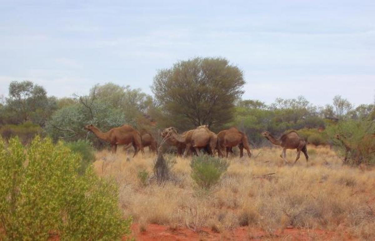 australias-feral-camels