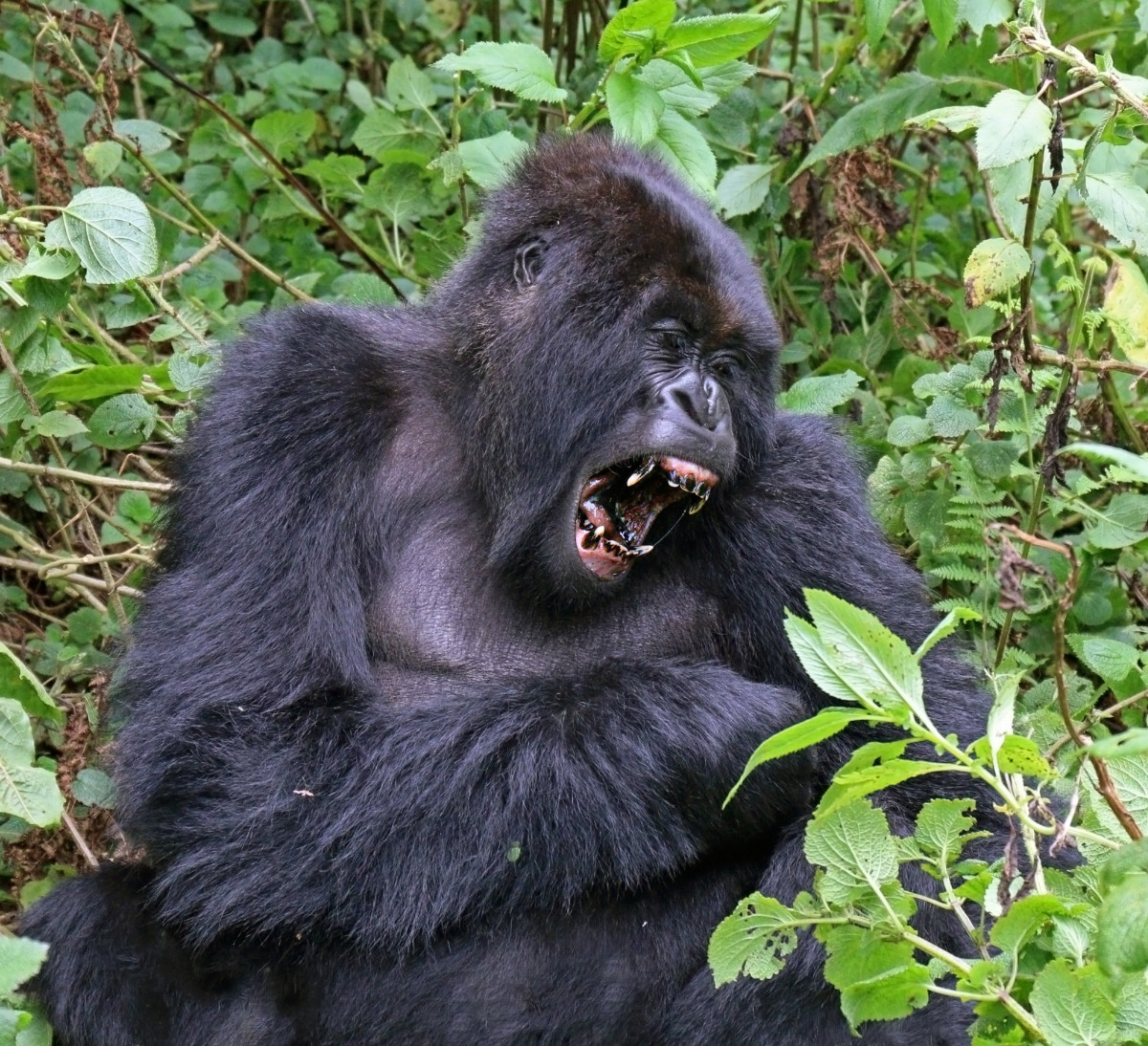 Top 10 Facts About Gorillas Owlcation
