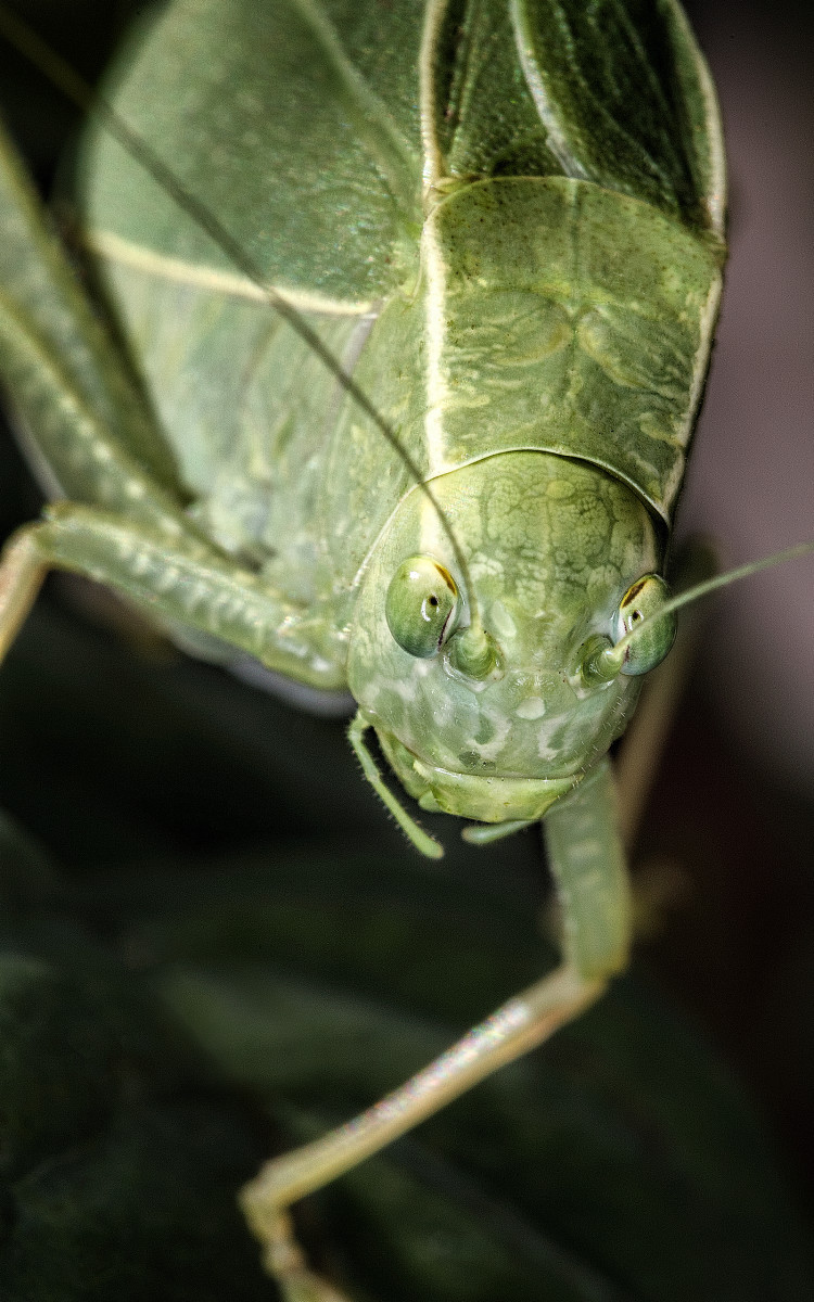 the-brief-interesting-life-of-a-katydid