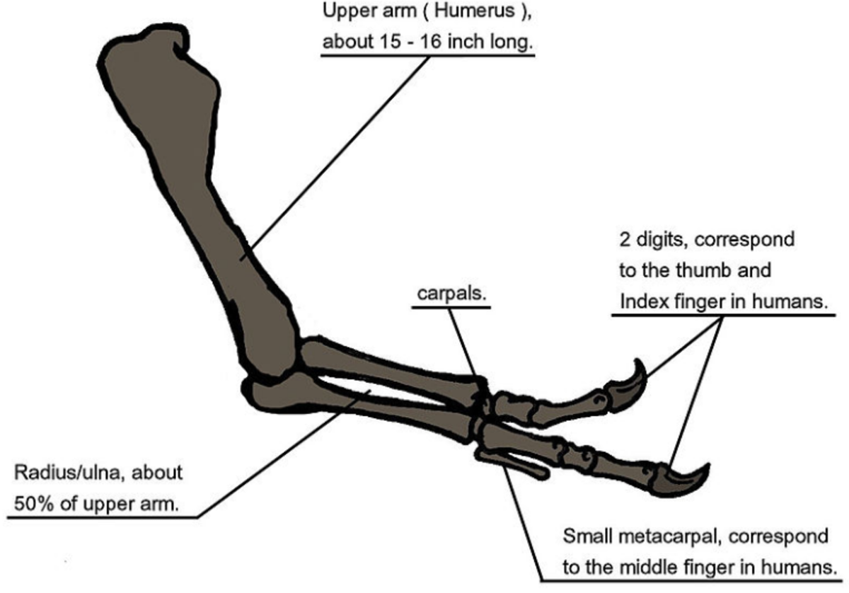 A T-Rex arm structure.