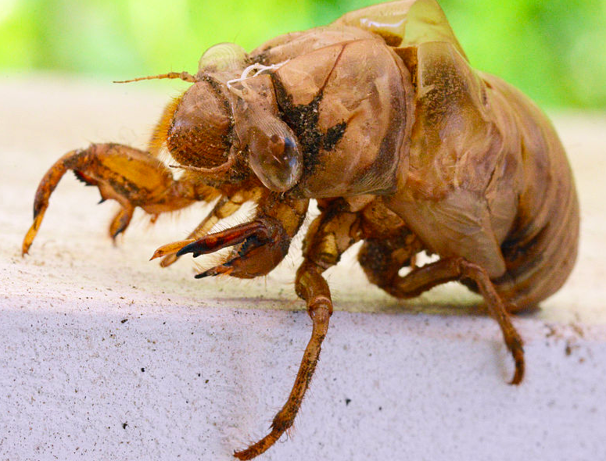 The Familiar Larval Shell of the Cicada