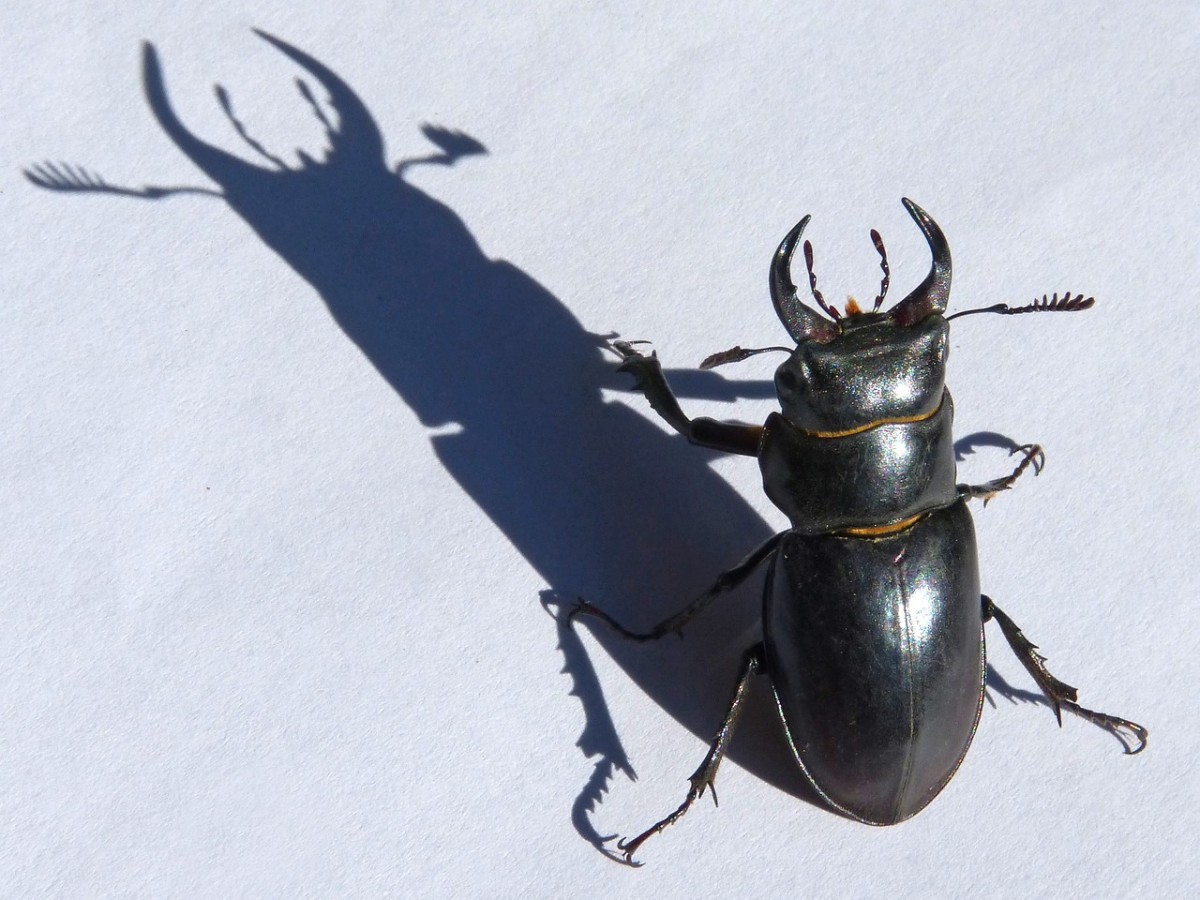 Stag beetles get their name from their pincers, which look like the horns of a deer.
