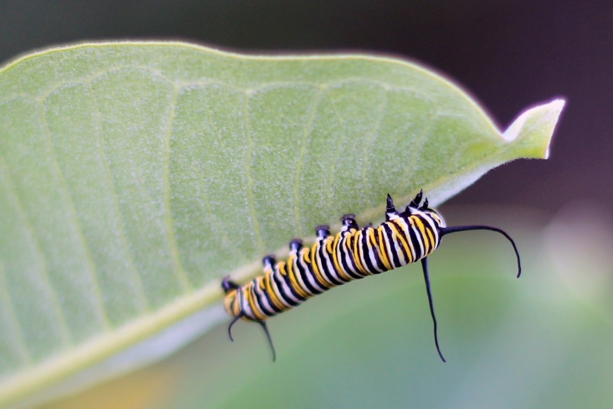 The iconic monarch butterfly has an equally iconic striped caterpillar.