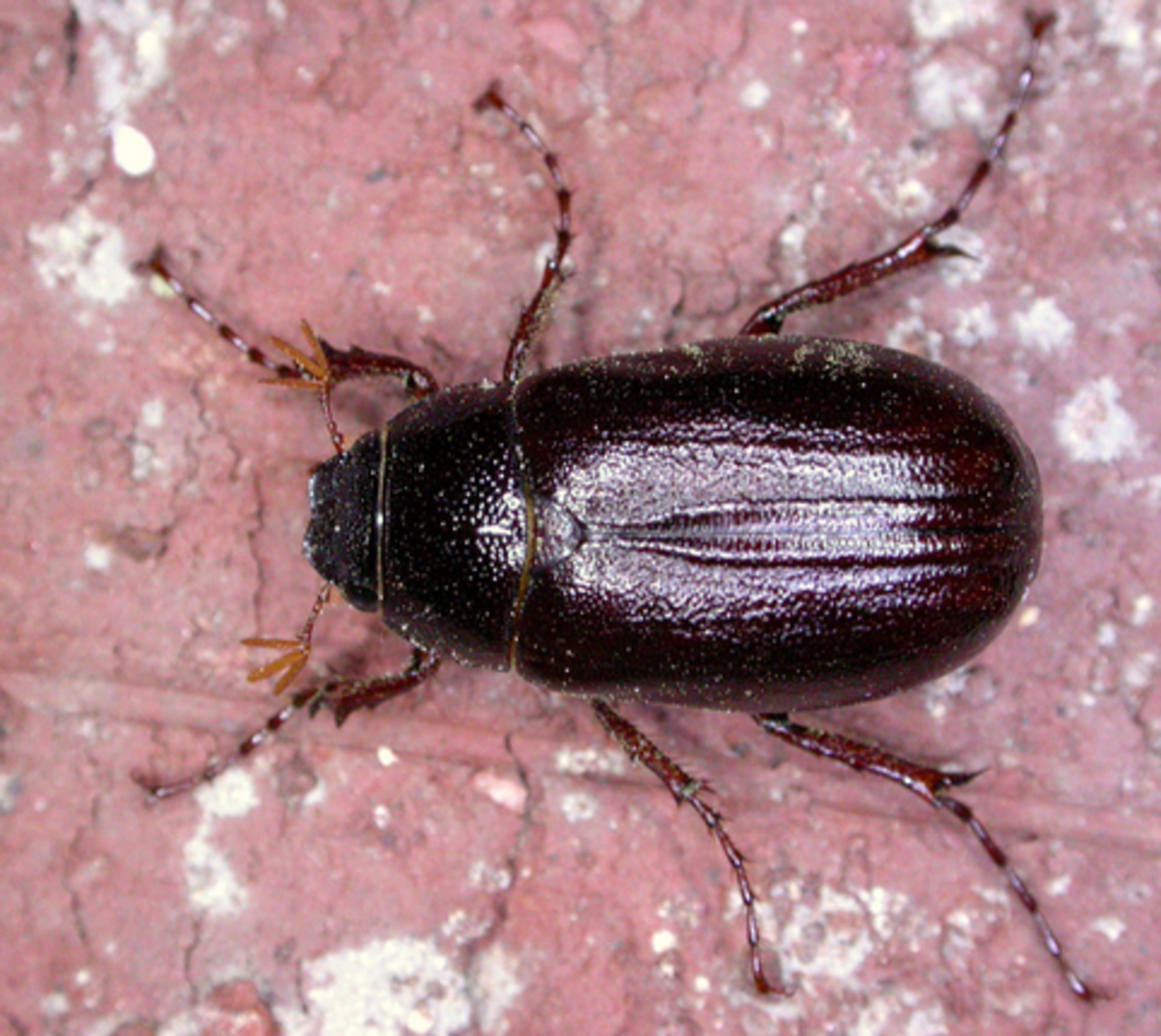 Adult "June Bug" Beetle