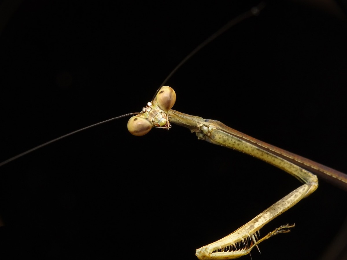 All mantises are predatory on other insects and females have the well-known habit of eating the male after mating.