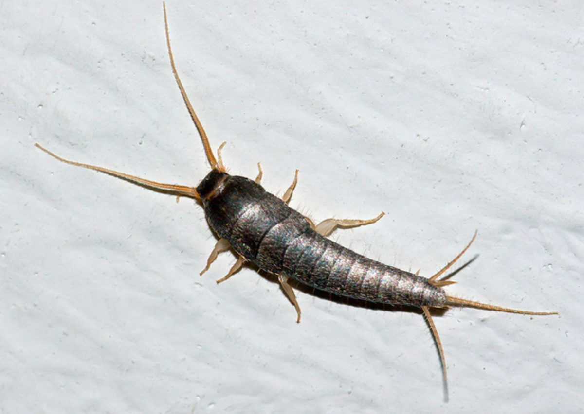 They may look a little like a fish, but silverfish have six legs, antennae, and body segments, just like any other insect. 