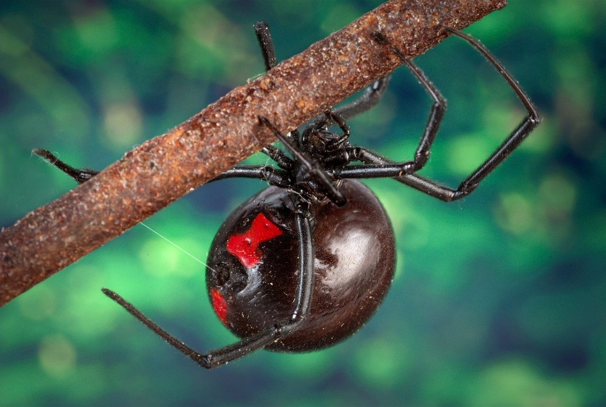 Black widows spin tangled webs in dark places and eat smaller insects.
