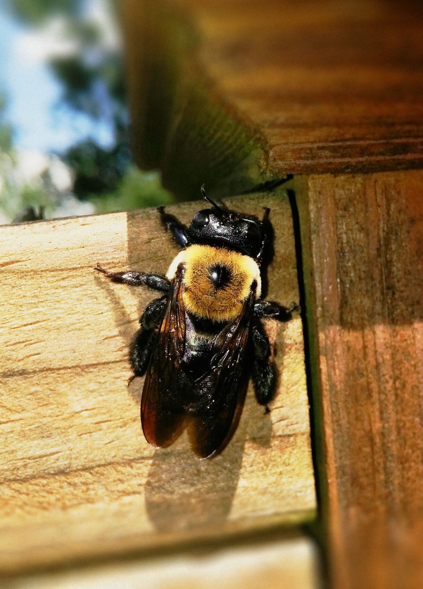 Carpenter bees look like bumblebees but they don't sting.