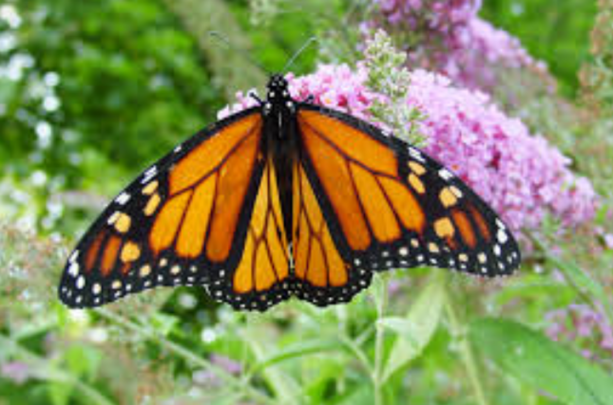 The Big, Beautiful Monarch Butterfly