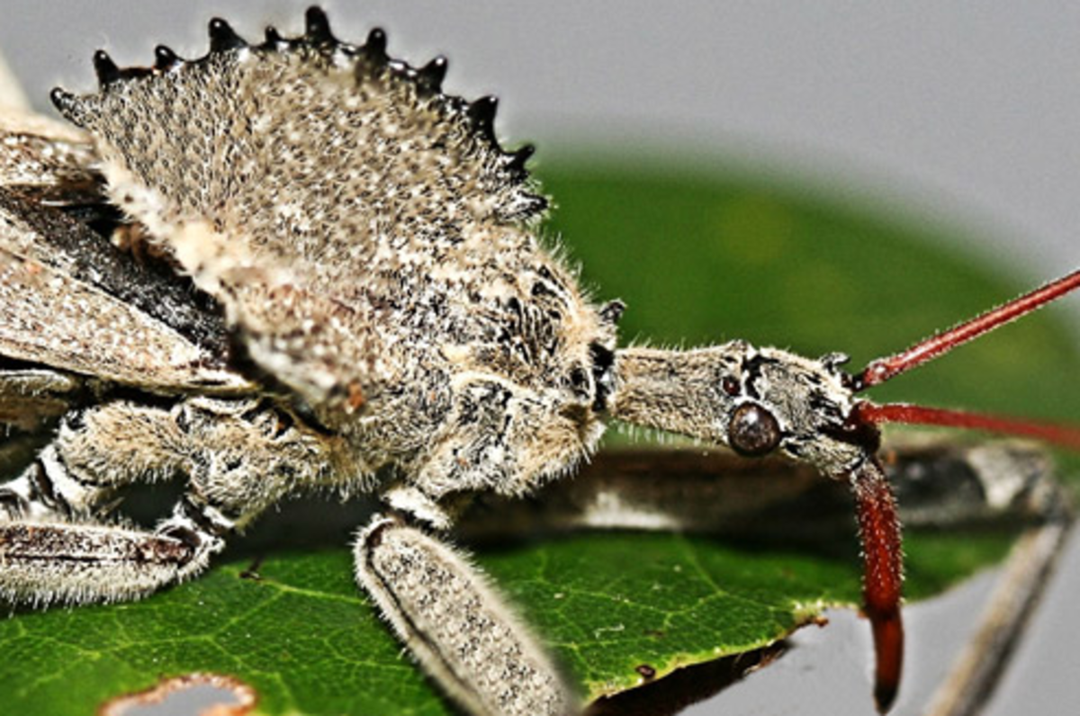 Arilus cristatus, aka the amazing Wheel Bug, a member of the Reduviidae family.
