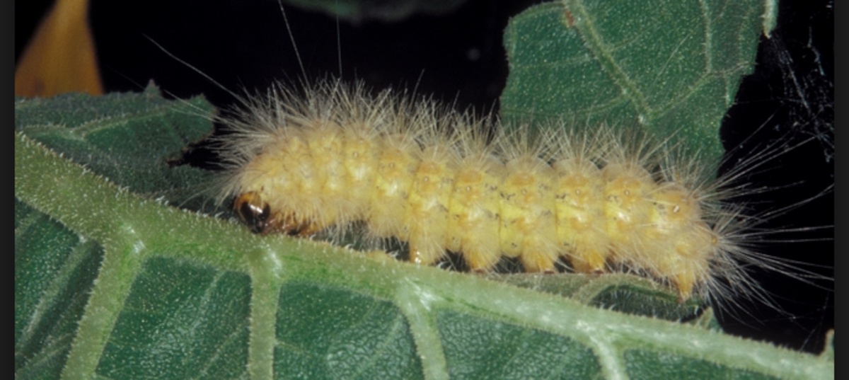 The yellow wooly bear caterpillar's fur can irritate sensitive skin.