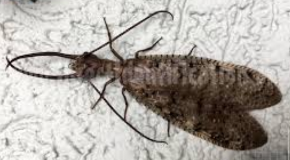 You can identify a dobsonfly by the flat leathery wings and giant pincers (if it's a male).