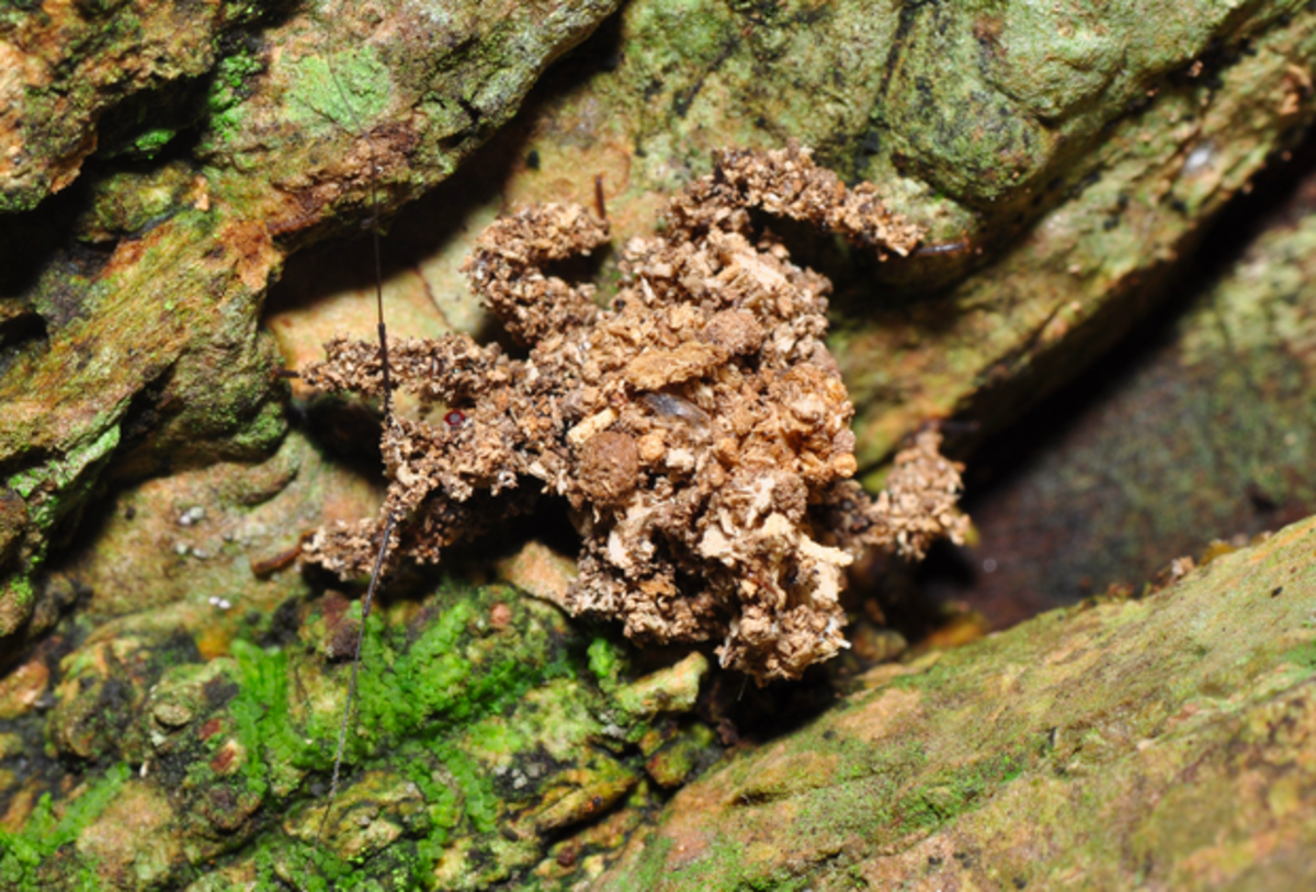 Silent But Deadly: A Well-Camouflaged Assassin Bug