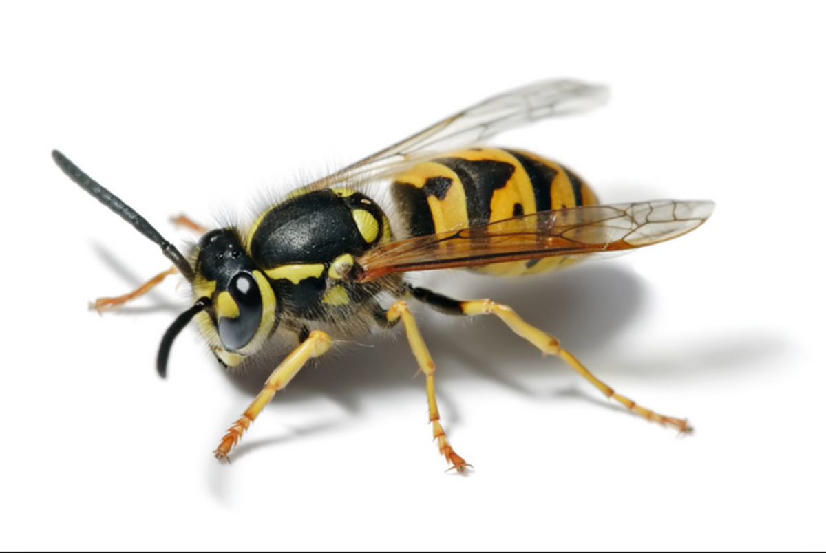 Yellow jacket wasps are most likely to sting in late summer and early fall, when the drive to store food makes the wasps quite aggressive.