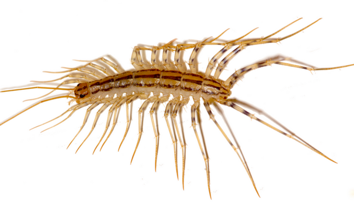Despite their name, house centipedes do not actually have a hundred legs. 