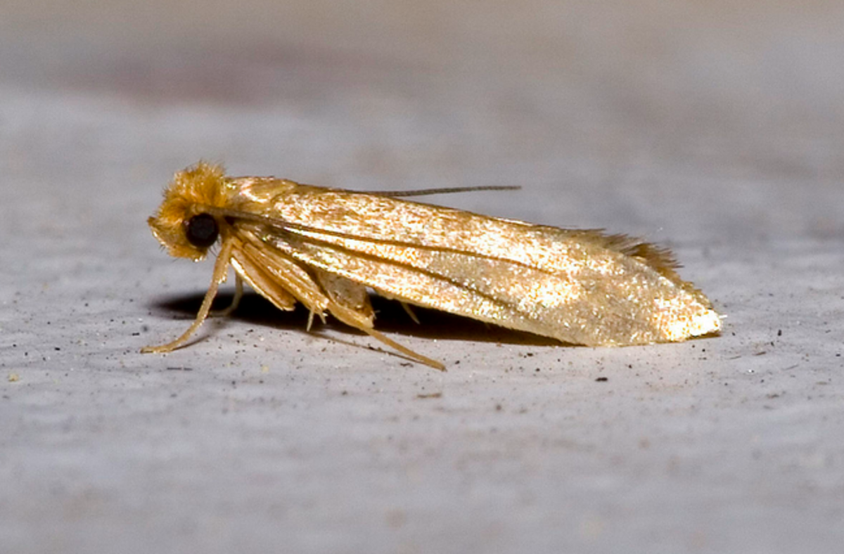 Clothes moths are a major household pest, but it's not the moths that do the damage, it's their caterpillars.