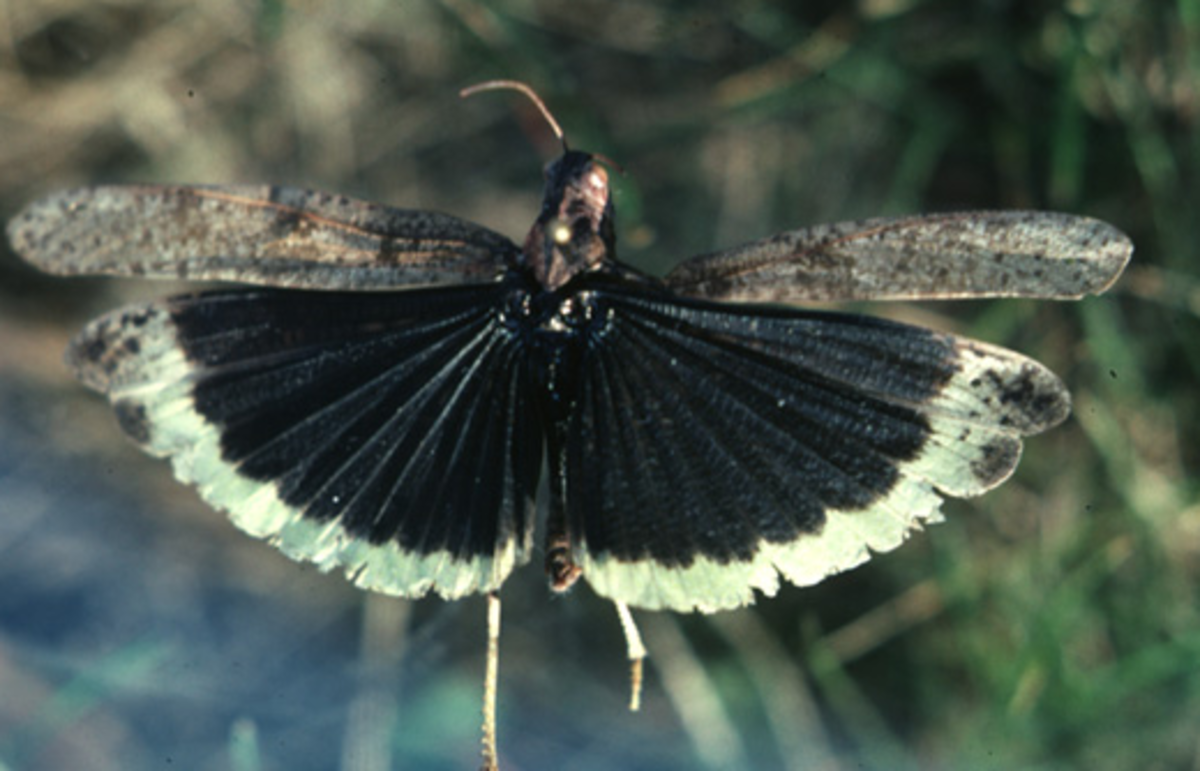 Specimen of Dissosteira carolina showing banded wings (uniprot.org/taxonomy/37265)