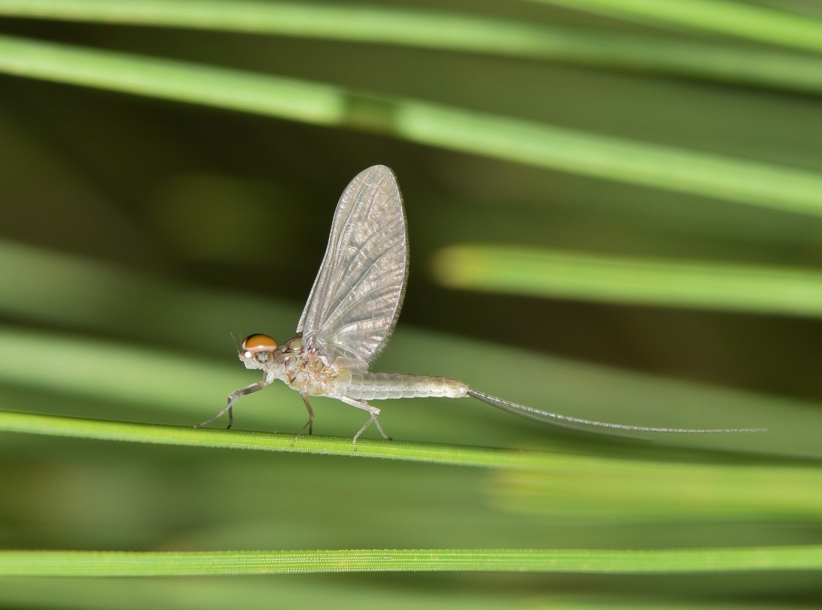 On warm late-spring nights, millions of mayflies will hatch all at the same time only to mate, lay eggs, and die within 24 hours.