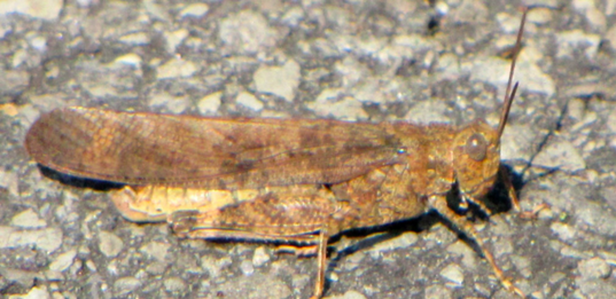 Carolina Grasshopper (Family Acrididae)