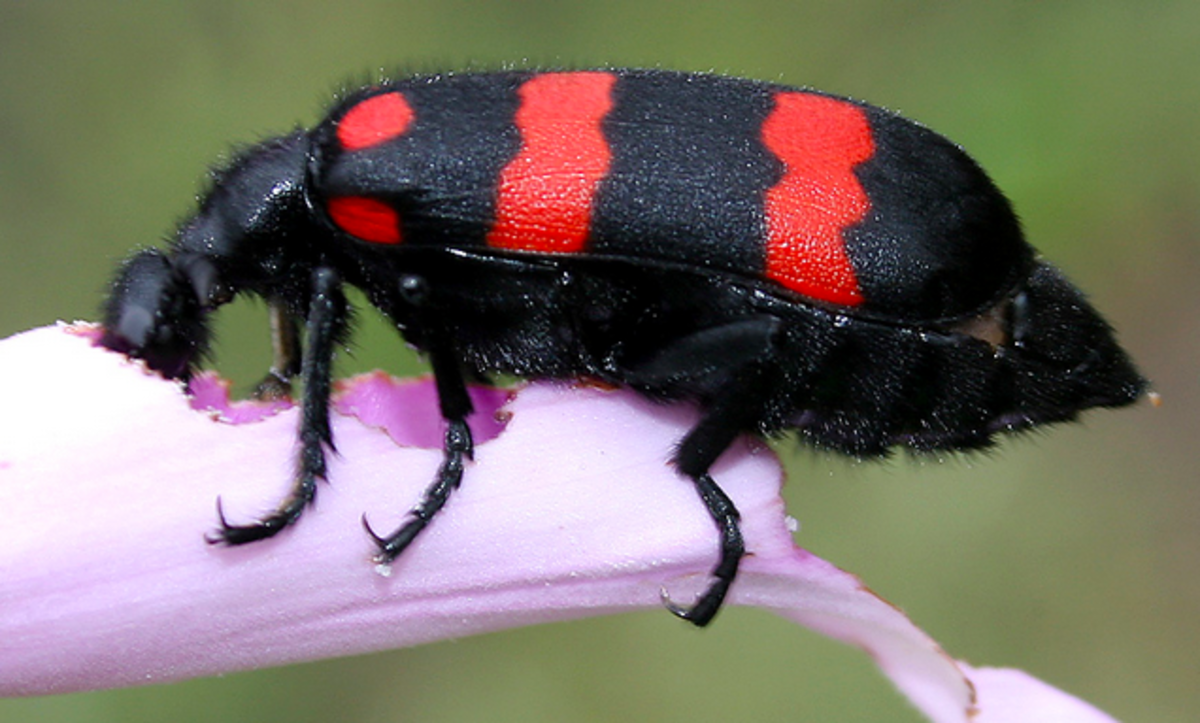 red and black beetle insect