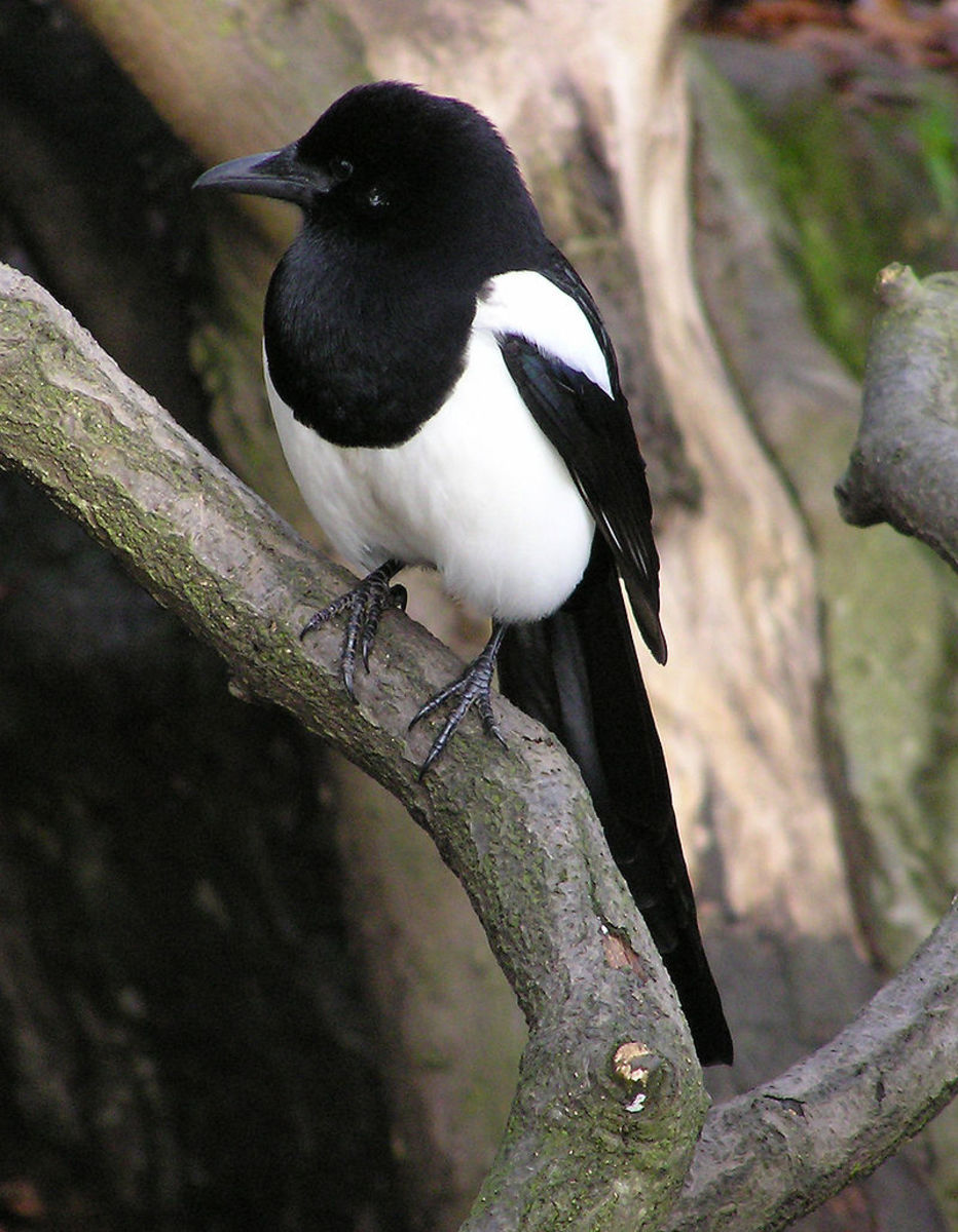 Western Magpie an eastern delight, Words on Birds