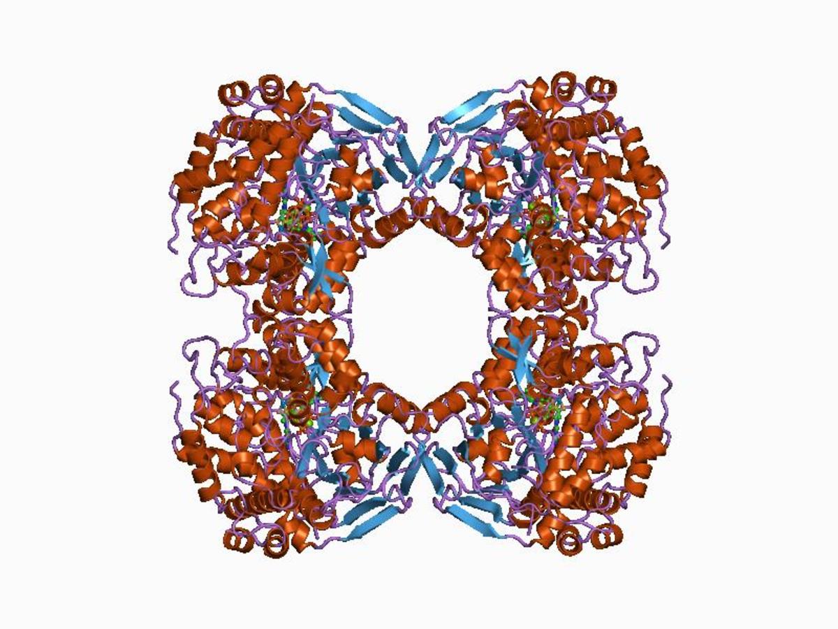 A diagrammatic image of an Oxidoreductase molecule. Oxidoreductase are one of the types of proteins called enzymes which catalyze and control respiration and other metabolic activity