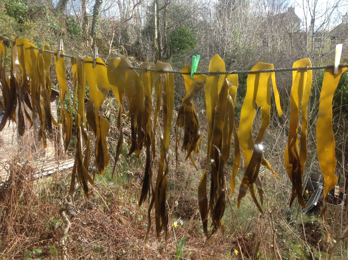 Here we have a "hanging style" of drying seaweed and creating fresh sun dried Kombu that will last many years if stored properly. Kombu is a vital nutritional seaweed that is found of the coast of Japan and Northern California.