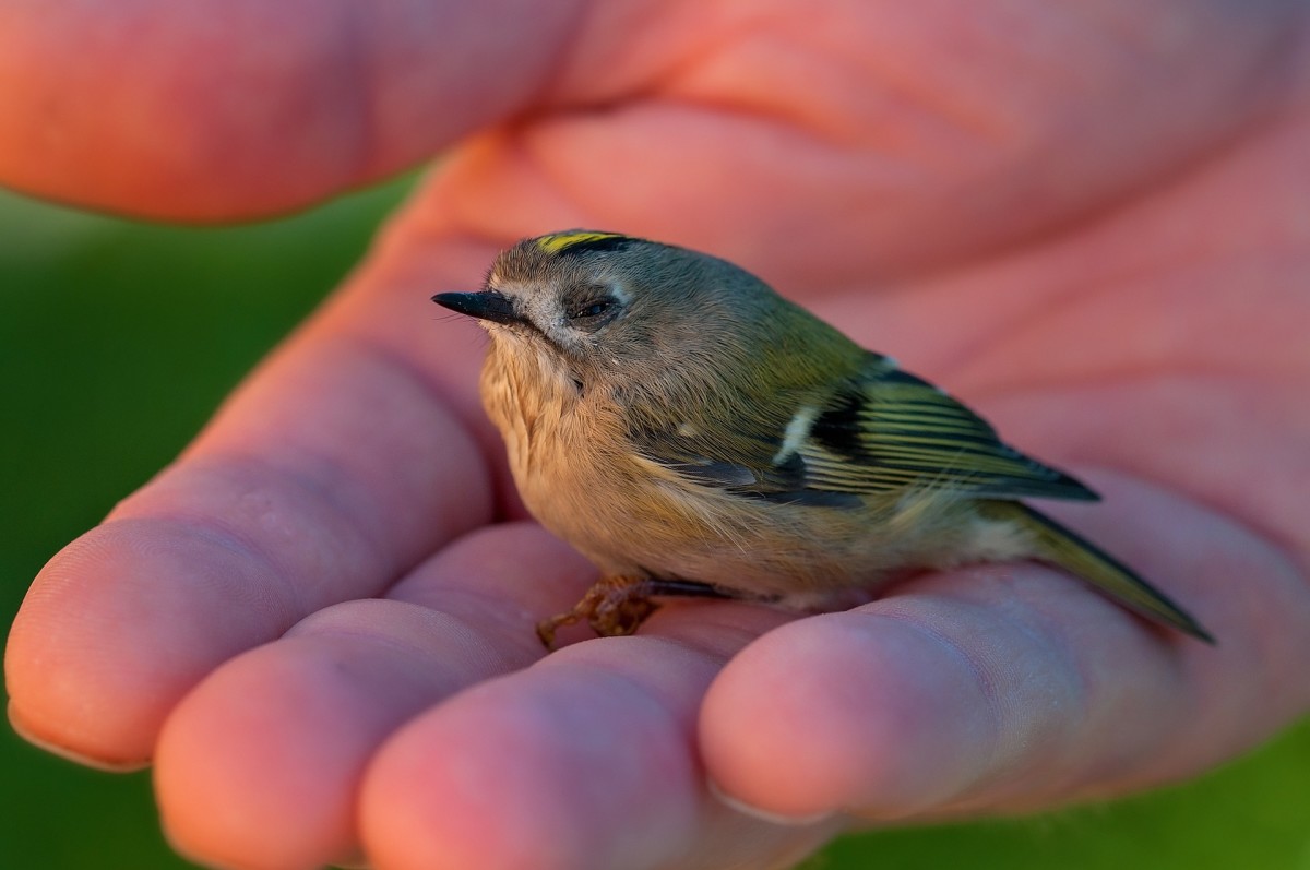 A bird in the hand is worth two in the bush.