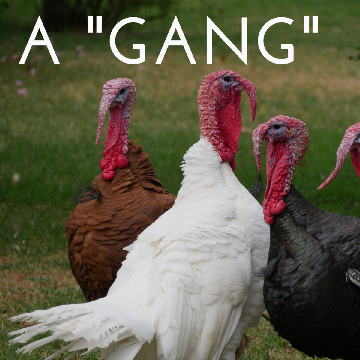 Names of Groups of Insects and Animals Owlcation