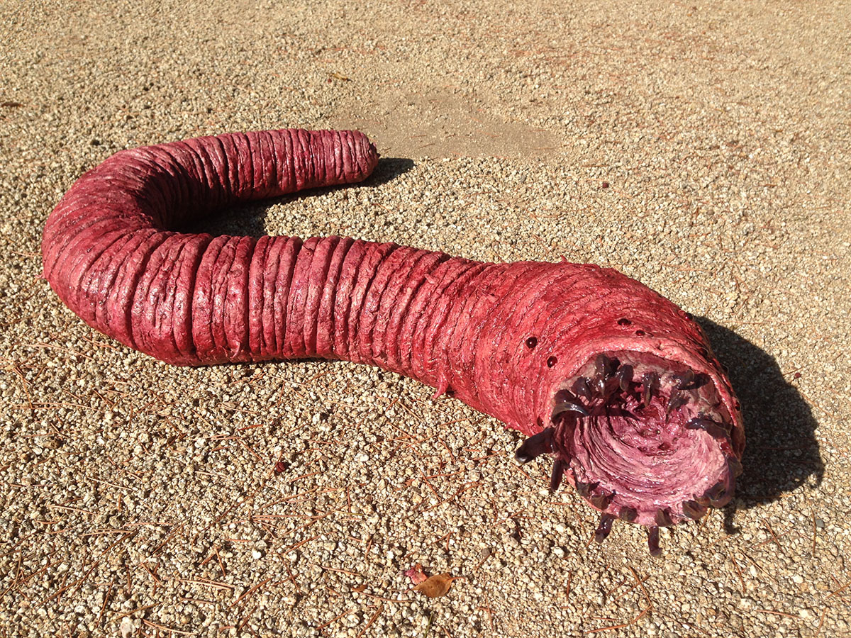 Picture of a Mongolian Death Worm.