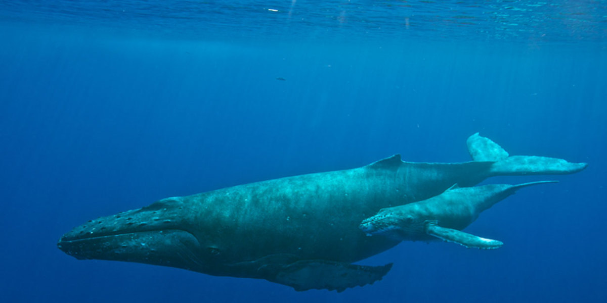 Humpback Whale alongside its calf.