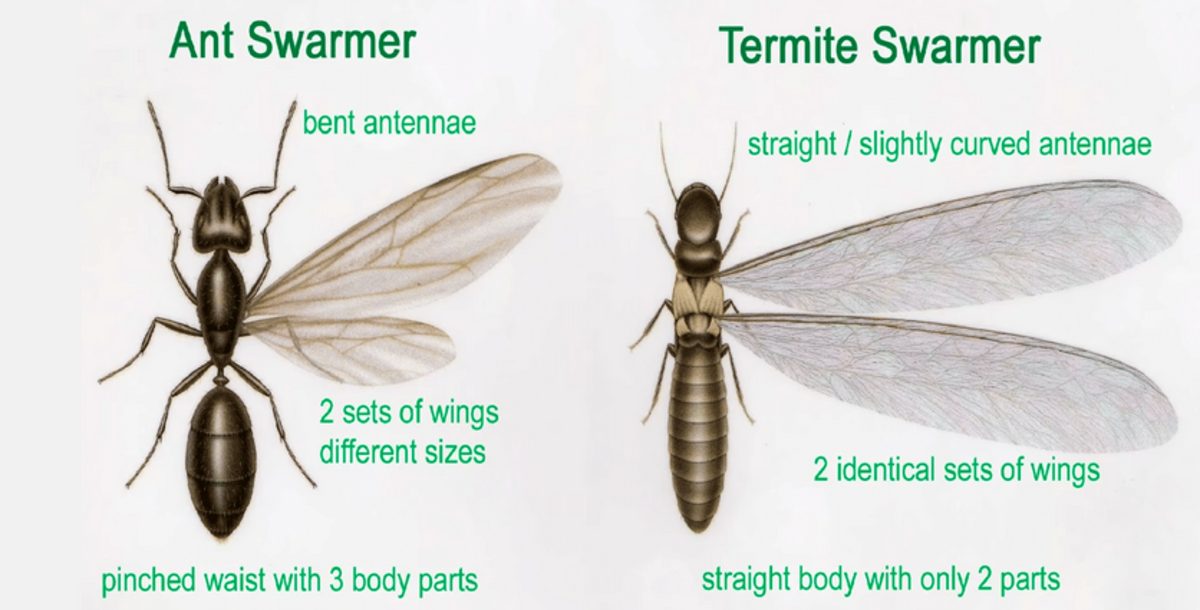 Termites vs. Ants: How to Tell the Difference - Owlcation