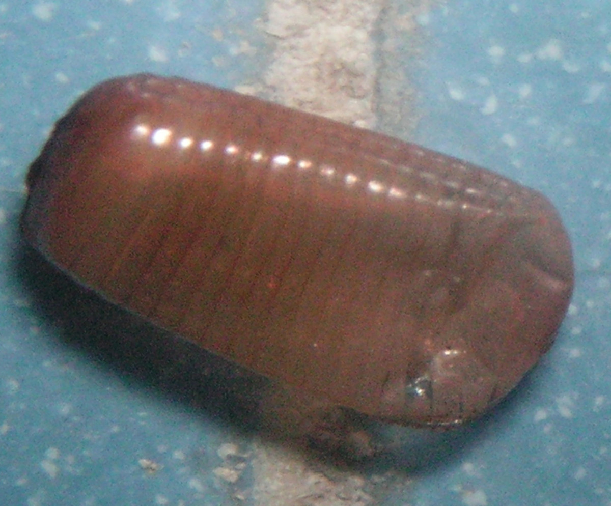 Ootheca (Egg Casing from a Cockroach). This casing has already hatched.
