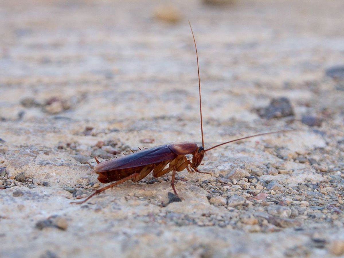 American Cockroach; noticed its larger size in comparison to other cockroach species.