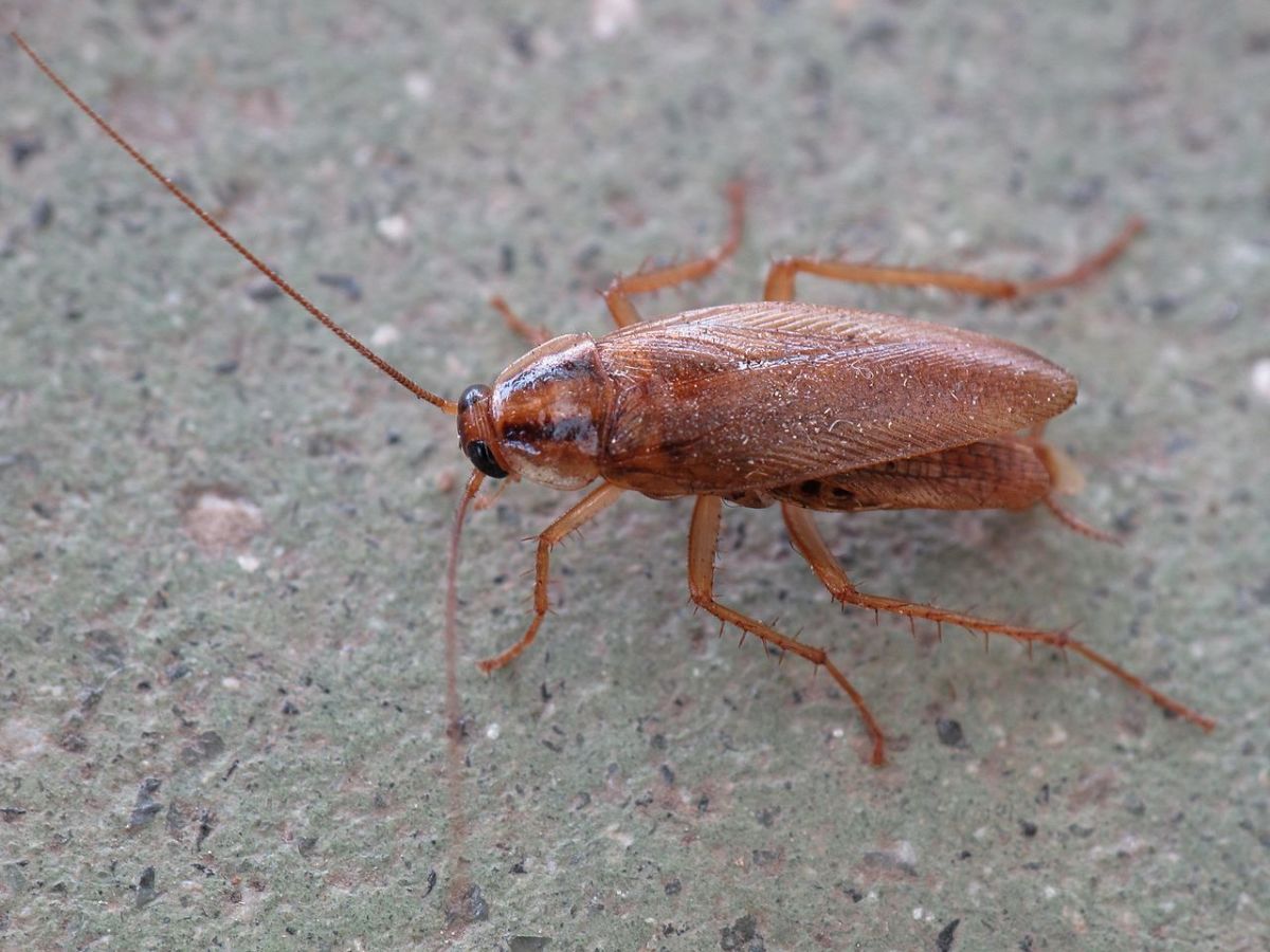Up close photo of the German Cockroach. In general, the German Cockroach is typically much smaller than other roach species.