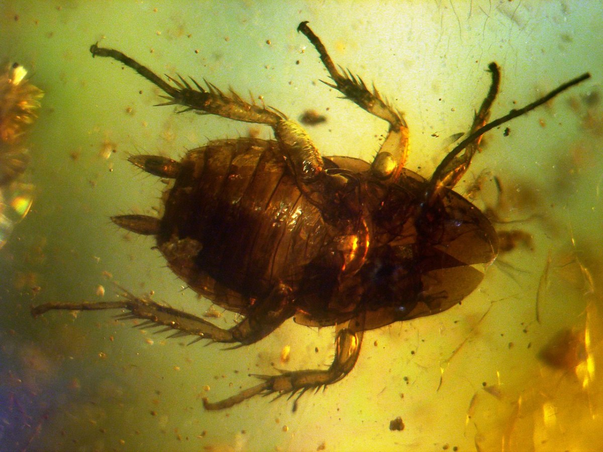 Ancient cockroach preserved in amber.