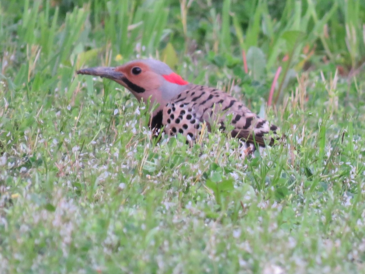 A Northern Flicker hunts for insects in the grass.