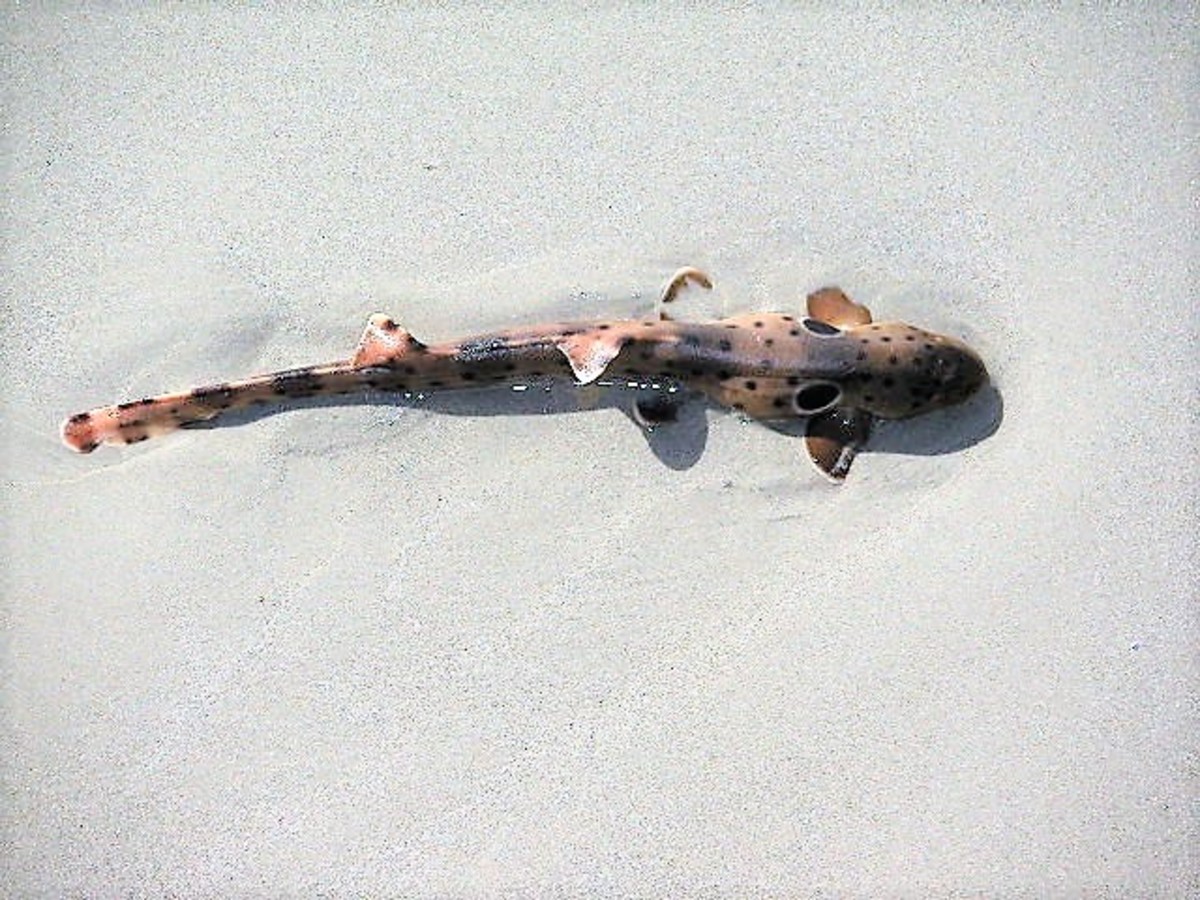 An epaulette shark on a beach