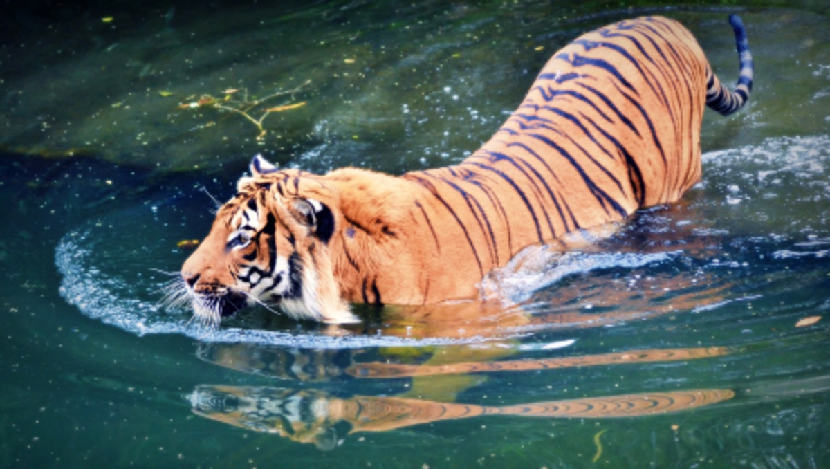 Tigers love water to keep them cool