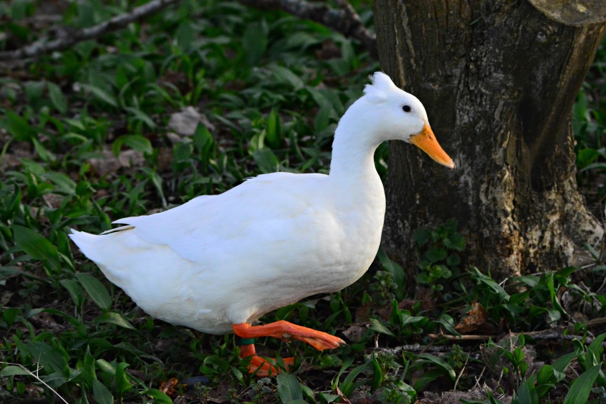 Duck|Batakh|बतख