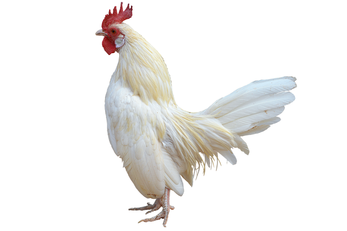 Cock|Murga|मुर्गा