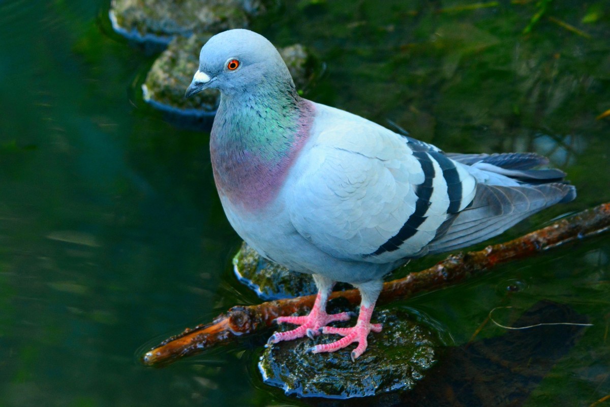 Pigeon|Kabootar|कबूतर