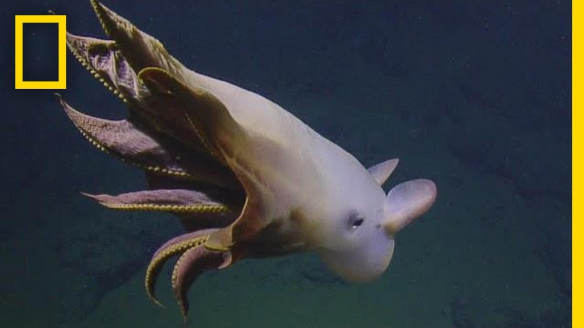 Rare white dumbo octopus was spotted and filmed by a team in a deep sea submersible 